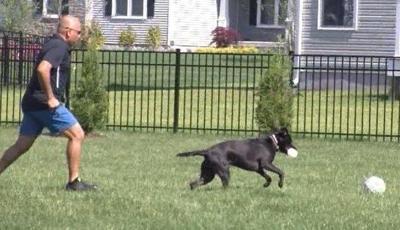 Invisible Fence Company Pushes Pet Boundaries