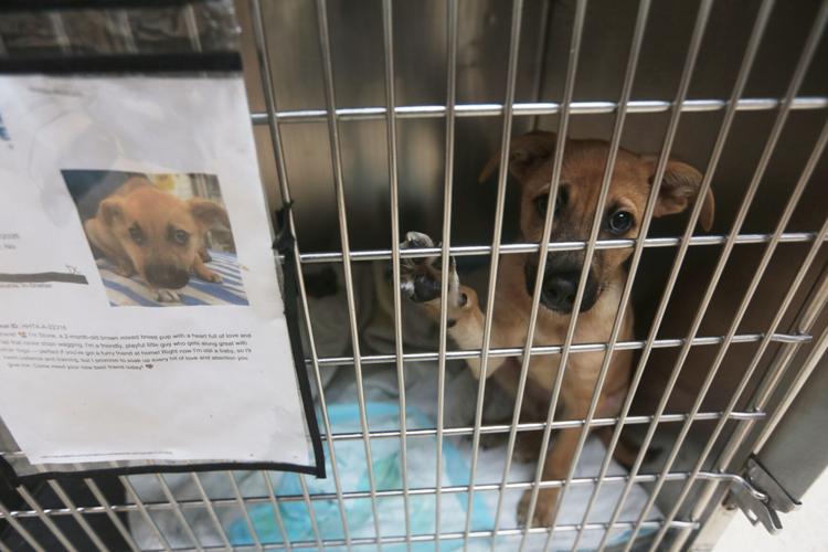 Screwworm Animal Shelters