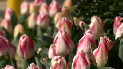 Tiptoe Through The Tulips During The 12th Annual Lewes Tulip Celebration