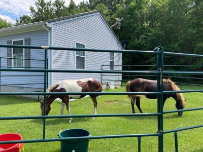assateague horses
