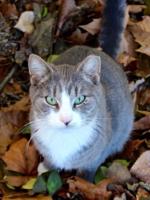 Free care for feral cats