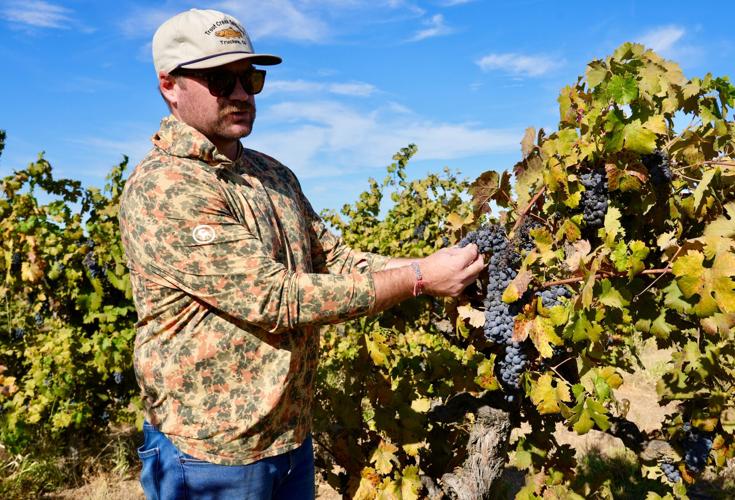 Wine Grape Glut