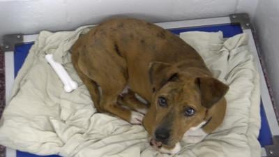 NBC/Telemundo's Clear The Shelters Helping Animals Find Their Forever Home