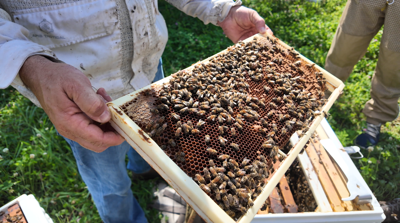 Carey Apiary and Farm