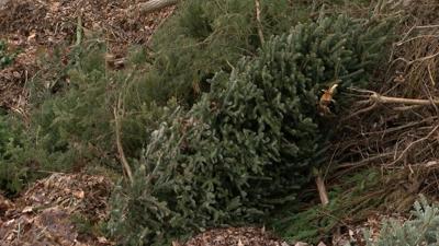 Christmas tree drop-off