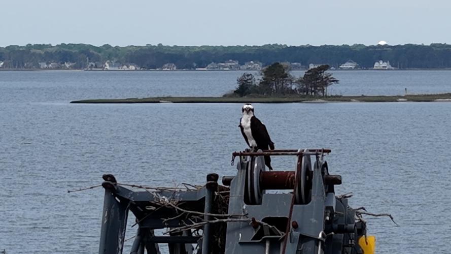 Osprey in Dewey Beach
