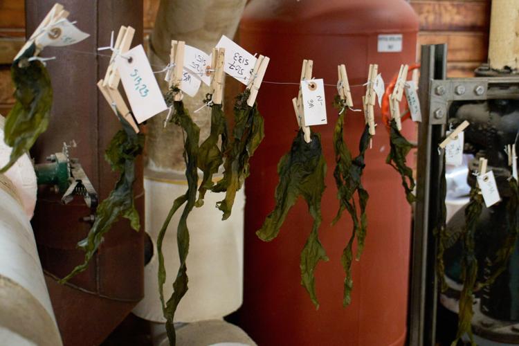 Climate Kelp Biofuels