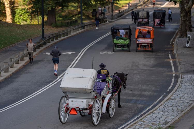 Central Park Horse Carriages