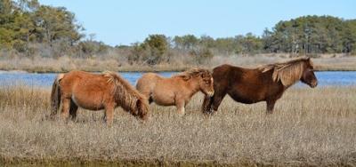 National Park Service Completes Latest Assateague Horse Census