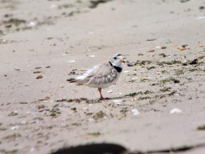 Piping Plover