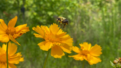 Bee Flying Away from Coreopsis