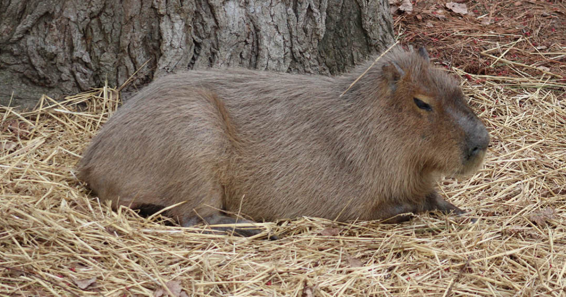 Beloved Salisbury Zoo capybara dies