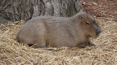 Faith the Capybara