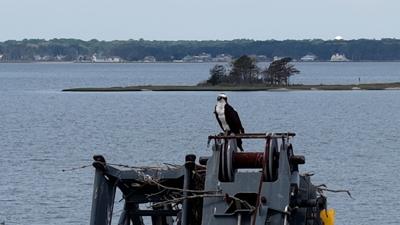Osprey on crane