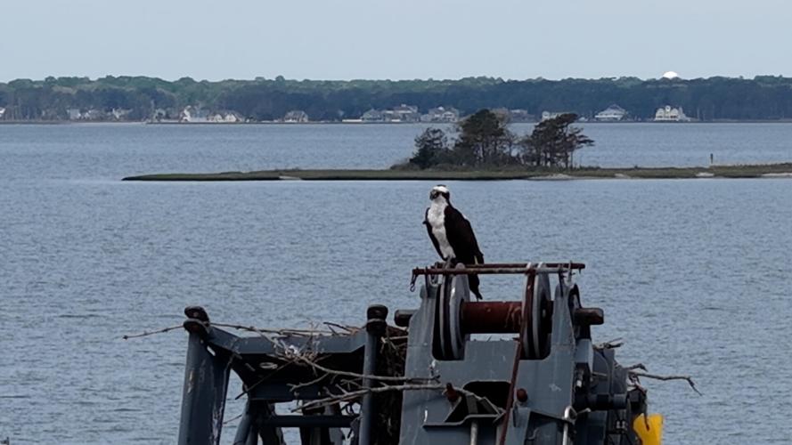 Osprey on crane