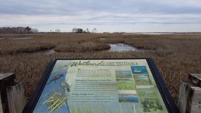 World Wetlands Day on the Coast