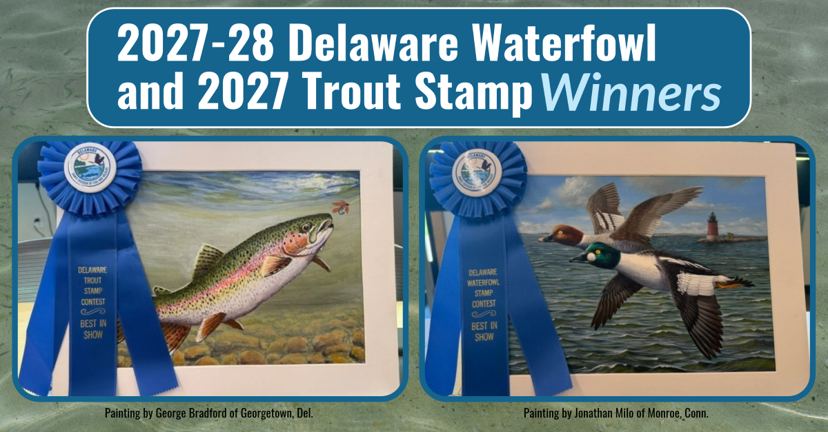 Georgetown artist wins Delaware Trout Stamp competition for sixth time