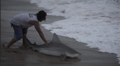 Illegal Sharking Investigation in Bethany Beach