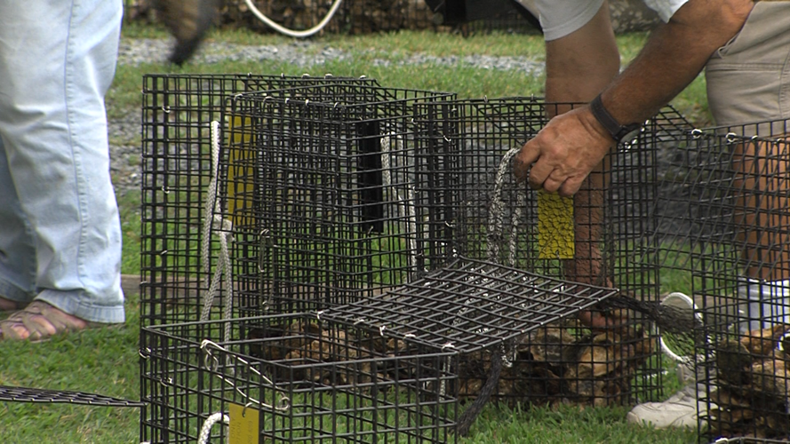 Oyster data published in Annapolis