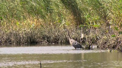 HERON MCCABE