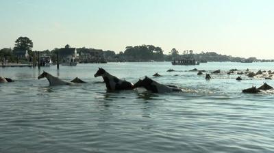 Pony Swim in action
