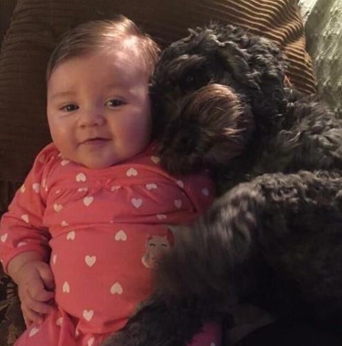 Dog Dies After Saving Baby in Maryland House Fire