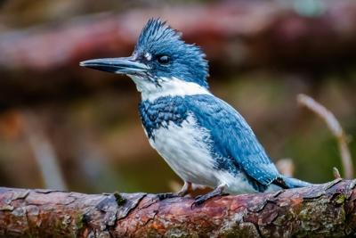 Chincoteague Photo Contest