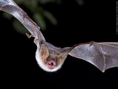 Rabid bat in Salisbury