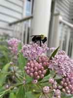 Bees in crisis: Native bee populations falling in Delaware