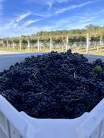 Annual Grapetoberfest returns to Salted Vines with food and live entertainment
