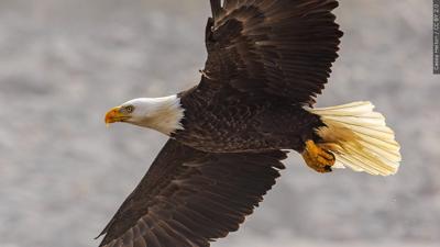 Bald Eagle