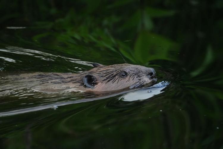 Climate Peatlands Restoration