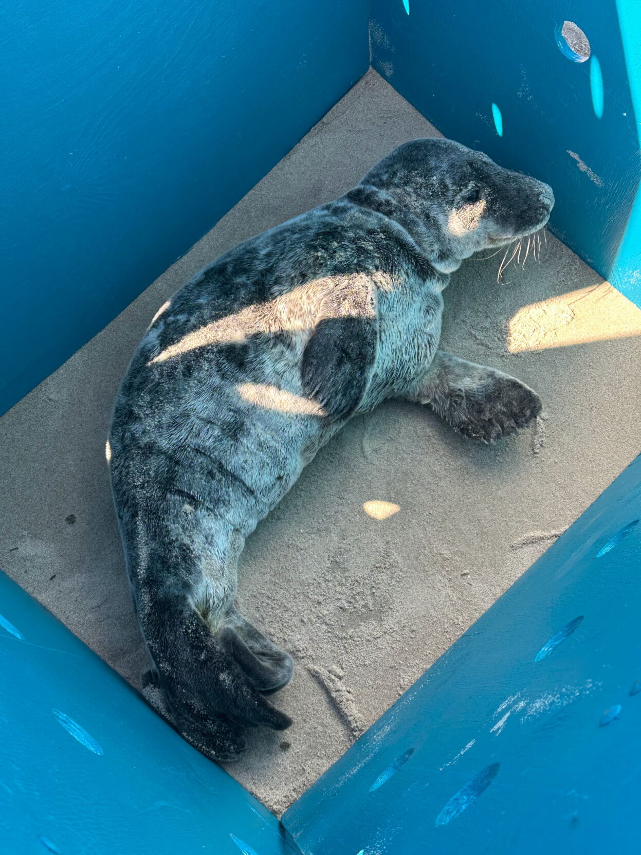 Gray Seal Pup Rescued from Cape Henlopen State Park