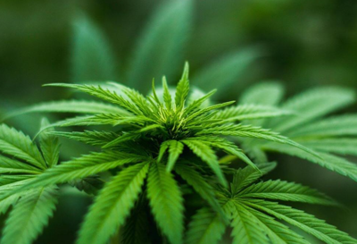 DelDOT reminds drivers it is illegal to drive high after marijuana sales began Aug. 1