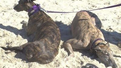 Former Organizer Ditches 'Greyhounds Reach The Beach', But Tradition Lives on