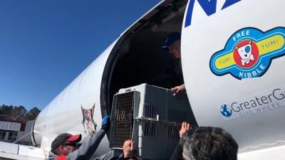 How Wings of Rescue & BVSPCA Help Clear the Shelters
