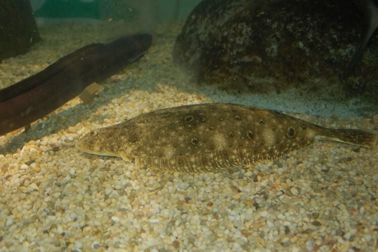 Summer Flounder