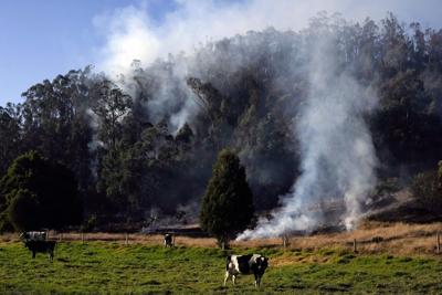 Climate Colombia Cattle Traceability