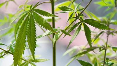 marijuana