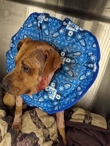 Rhodes is one of 13 dogs seized over the weekend. Courtesy Brandywine Valley SPCA.