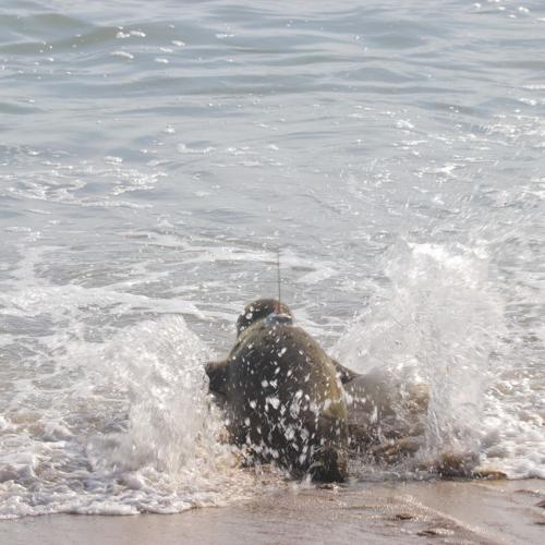 seal released.jpg