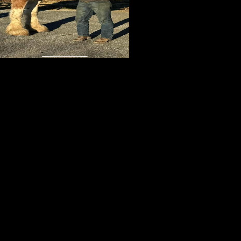 Horse hit -and-run