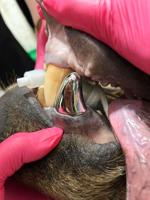 Zoo Bear New Tooth