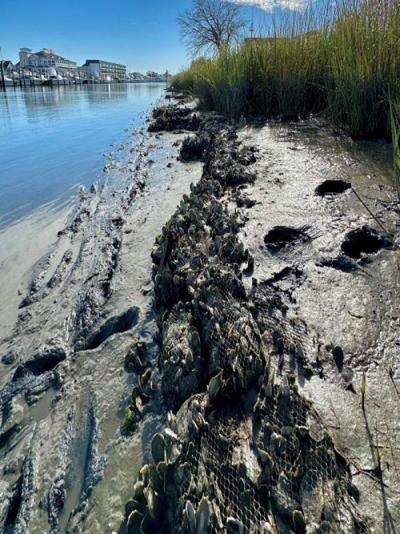 Lewes Living Shoreline