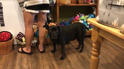 Public Information Campaign on Dangers of Leaving Dogs in Hot Cars