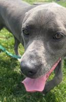 Swap corsages for collars at BVSPCA’s prom-themed adoption events