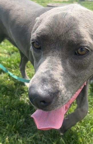 BVSPCA Dog