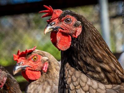 Chicken