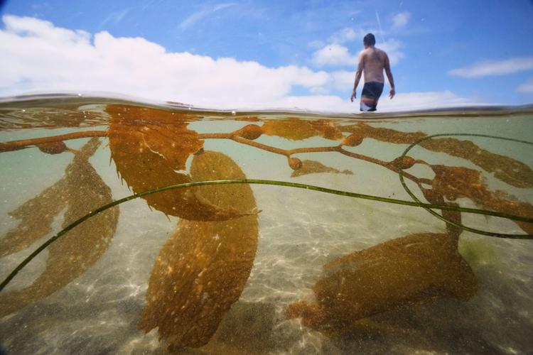 California Kelp Farm