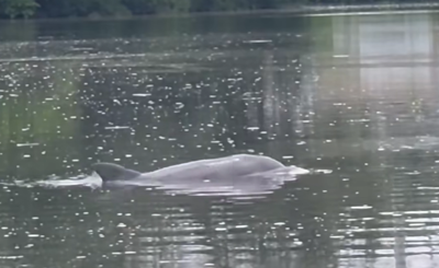 Dolphins in Milton